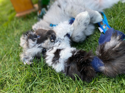 tréningová hračka pre šteniatko